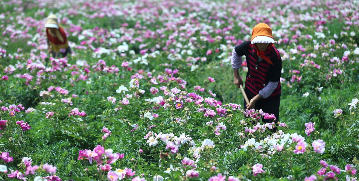 1573893699236471.jpg 芍药花种植基地1200.jpg